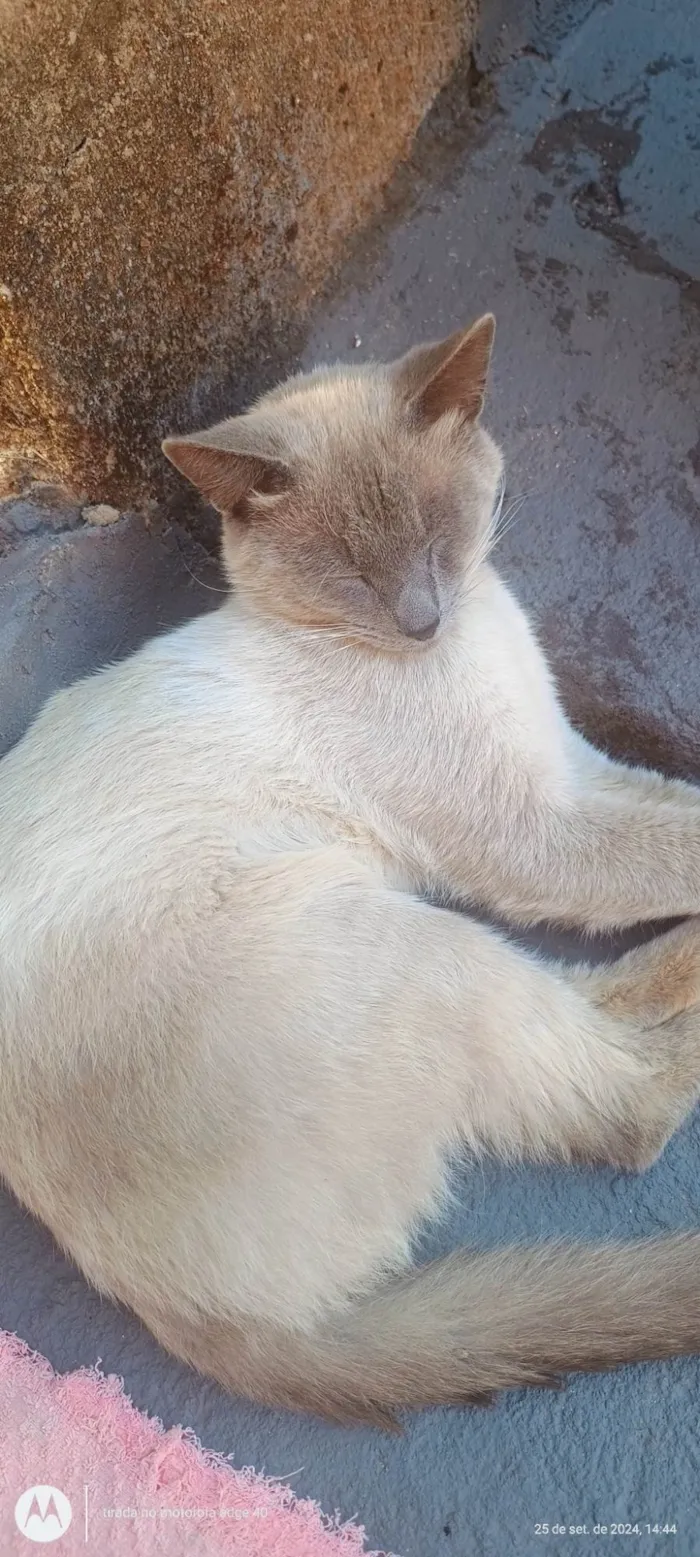 Gato ra a SRD-ViraLata idade 1 ano nome Mingau