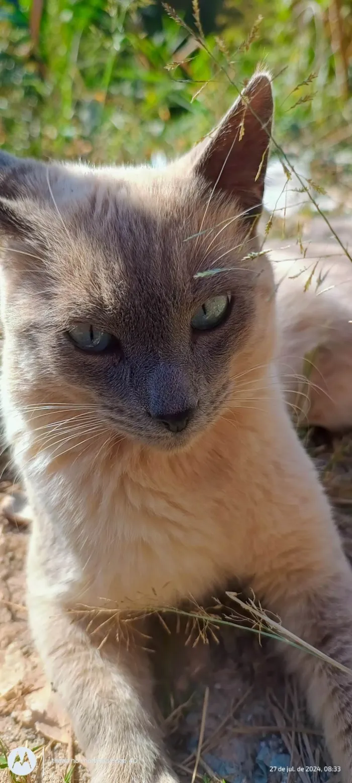 Gato ra a SRD-ViraLata idade 1 ano nome Mingau