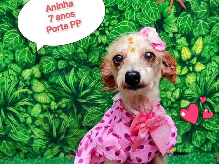 Cachorro ra a SRD-ViraLata idade 6 ou mais anos nome aninha