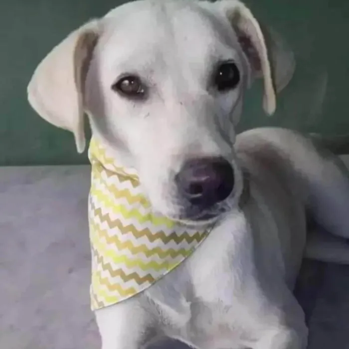 Cachorro ra a SRD-ViraLata idade 2 anos nome Luane