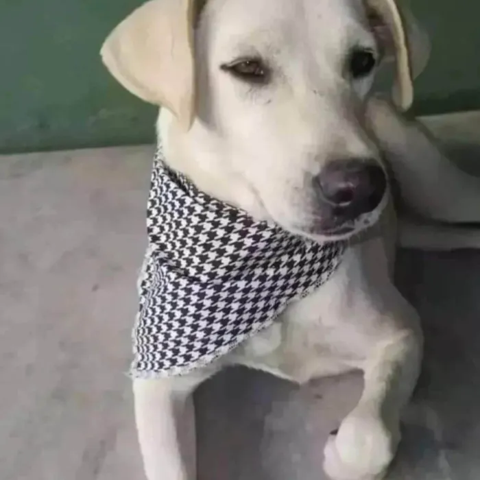 Cachorro ra a SRD-ViraLata idade 2 anos nome Luane