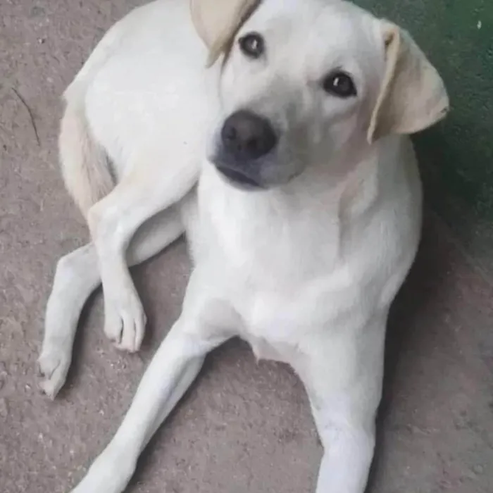 Cachorro ra a SRD-ViraLata idade 2 anos nome Luane