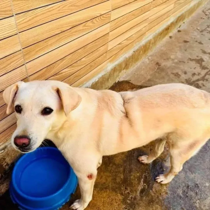 Cachorro ra a SRD-ViraLata idade 2 anos nome Luane