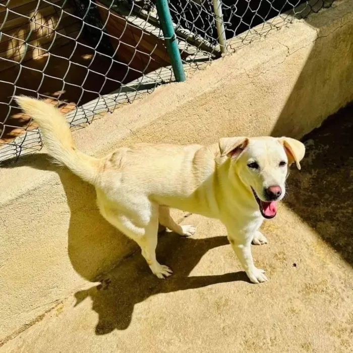 Cachorro ra a SRD-ViraLata idade 2 anos nome Luane