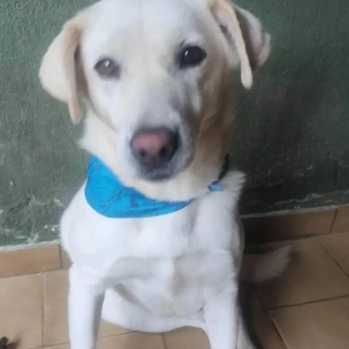 Cachorro ra a SRD-ViraLata idade 2 anos nome Luane