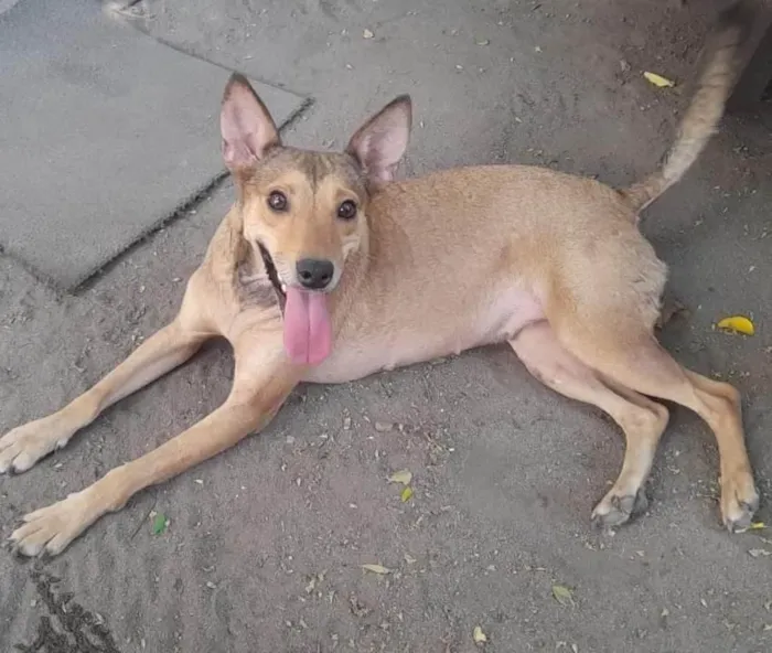 Cachorro ra a SRD-ViraLata idade 1 ano nome Mel