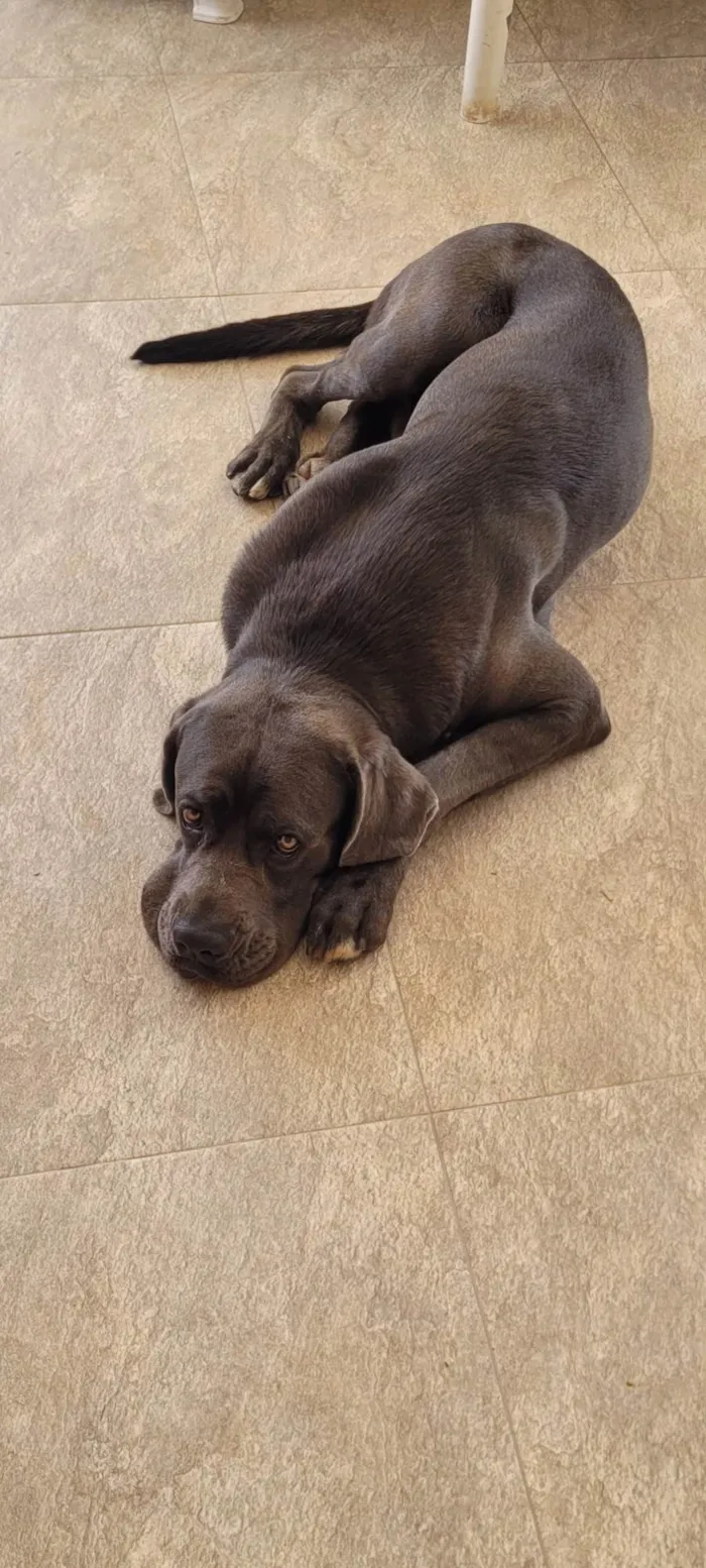 Cachorro ra a Dogue Alemão idade 1 ano nome Dante