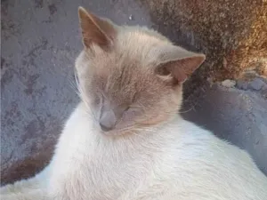 Gato raça SRD-ViraLata idade 1 ano nome Mingau