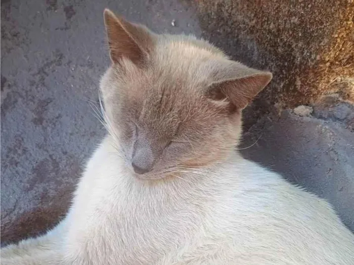 Gato ra a SRD-ViraLata idade 1 ano nome Mingau