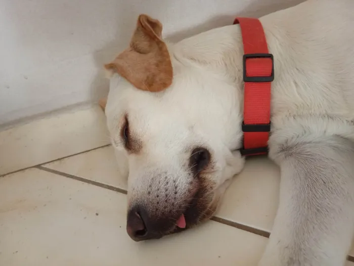 Cachorro ra a SRD-ViraLata idade 1 ano nome Bjorn 