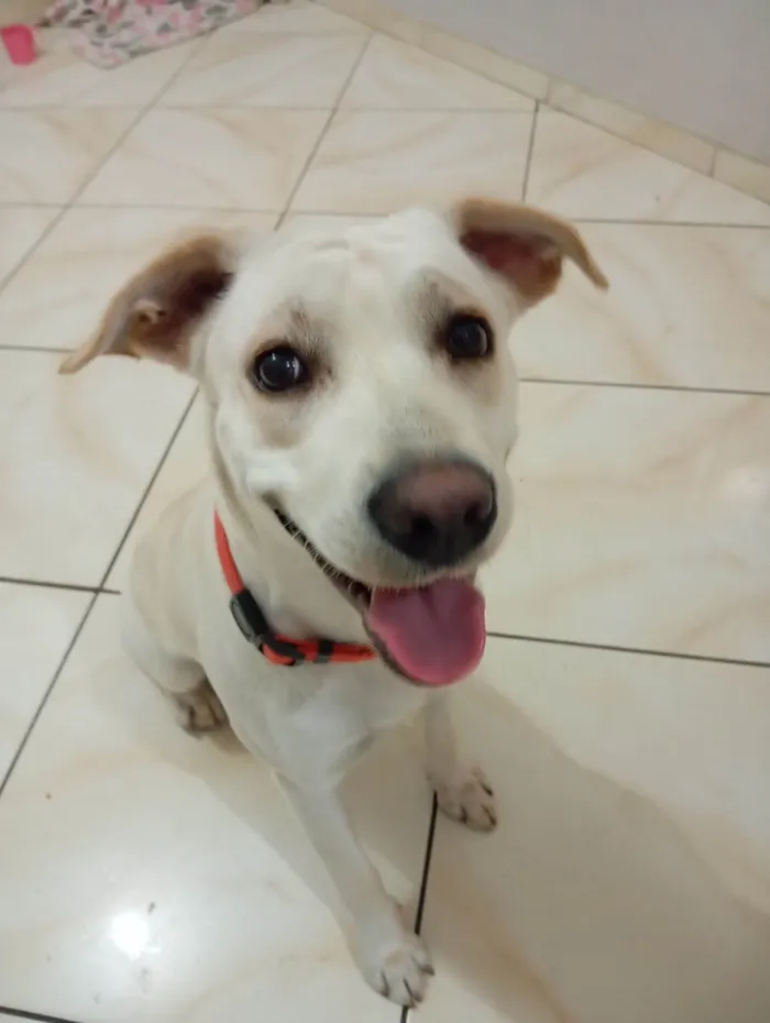 Cachorro ra a SRD-ViraLata idade 1 ano nome Bjorn 