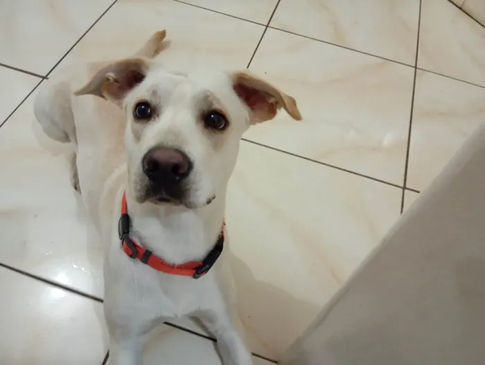 Cachorro ra a SRD-ViraLata idade 1 ano nome Bjorn 