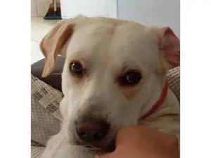 Cachorro raça SRD-ViraLata idade 1 ano nome Bjorn 