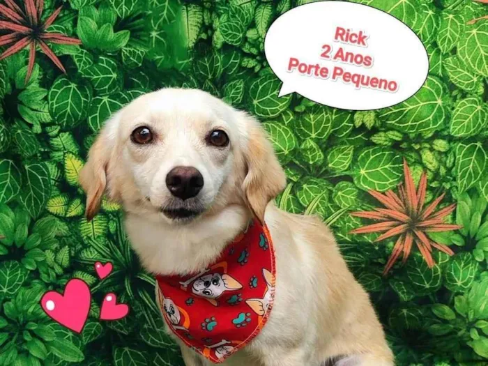 Cachorro ra a SRD-ViraLata idade 2 anos nome Rick