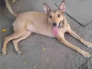 Cachorro raça SRD-ViraLata idade 1 ano nome Mel