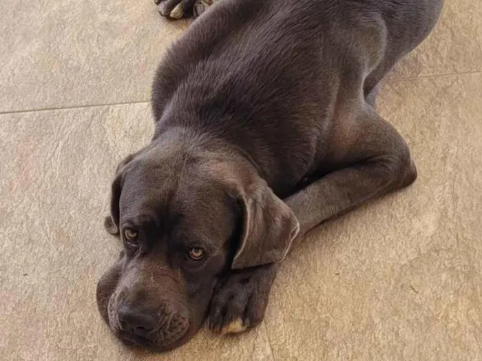 Cachorro ra a Dogue Alemão idade 1 ano nome Dante