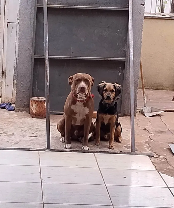 Cachorro ra a Pit-Bull idade 1 ano nome Block