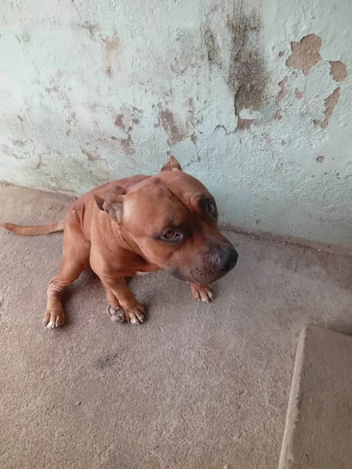 Cachorro ra a Pit-Bull idade 2 anos nome ZEUS