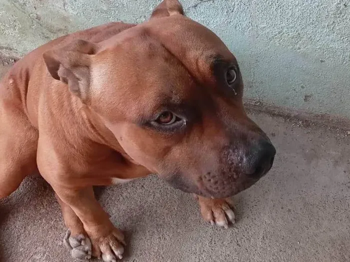 Cachorro ra a Pit-Bull idade 2 anos nome ZEUS