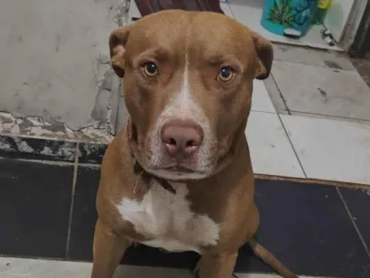 Cachorro raça Pit-Bull idade 1 ano nome Block