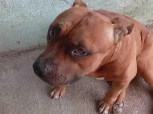 Cachorro raça Pit-Bull idade 2 anos nome ZEUS