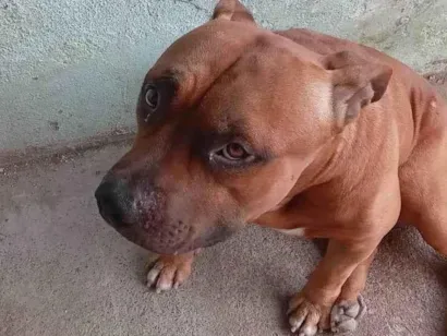 Cachorro raça Pit-Bull idade 2 anos nome ZEUS