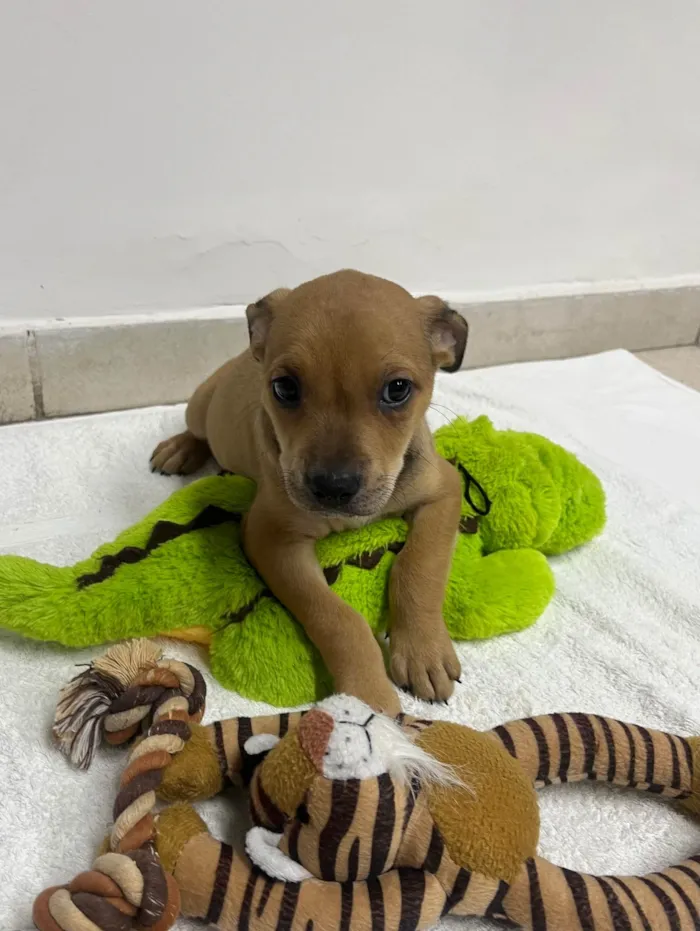 Cachorro ra a SRD-ViraLata idade 2 a 6 meses nome Zyon