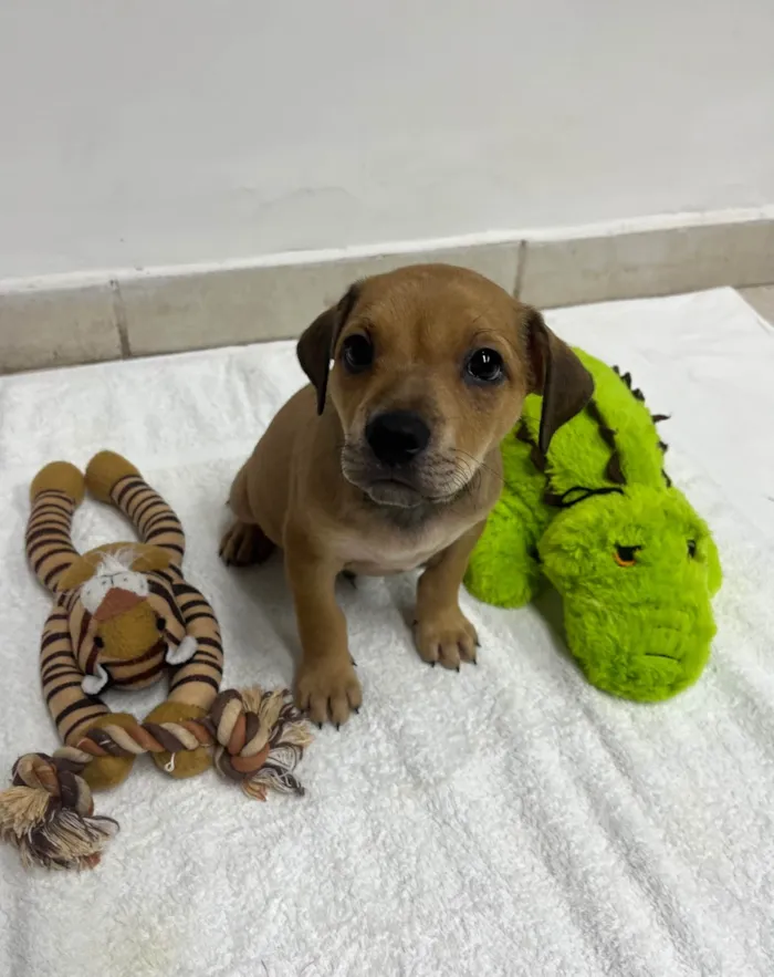 Cachorro ra a SRD-ViraLata idade 2 a 6 meses nome Zyon