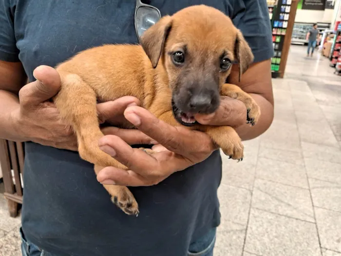 Cachorro ra a SRD-ViraLata idade 2 a 6 meses nome Caramelo Kid