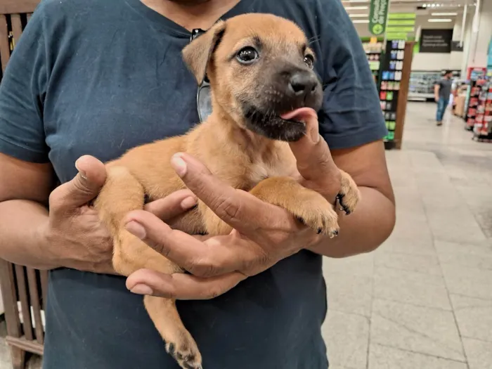 Cachorro ra a SRD-ViraLata idade 2 a 6 meses nome Caramelo Kid