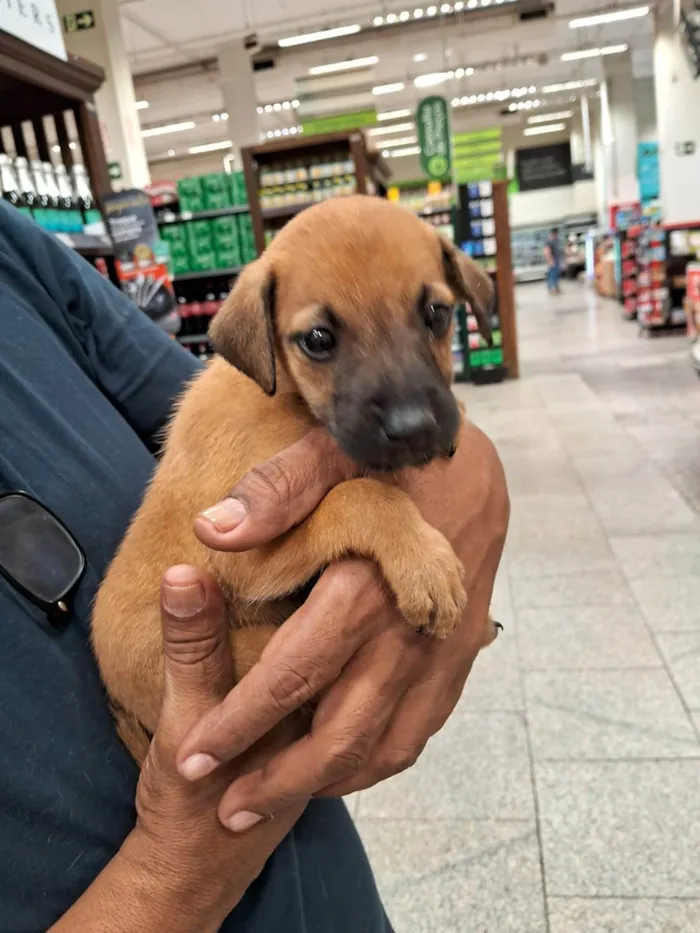 Cachorro ra a SRD-ViraLata idade 2 a 6 meses nome Caramelo Kid