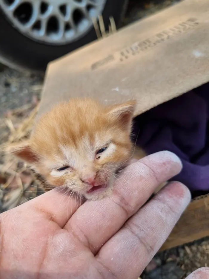 Gato ra a SRD-ViraLata idade Abaixo de 2 meses nome Laranja