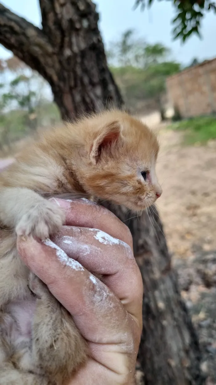 Gato ra a SRD-ViraLata idade Abaixo de 2 meses nome Laranja