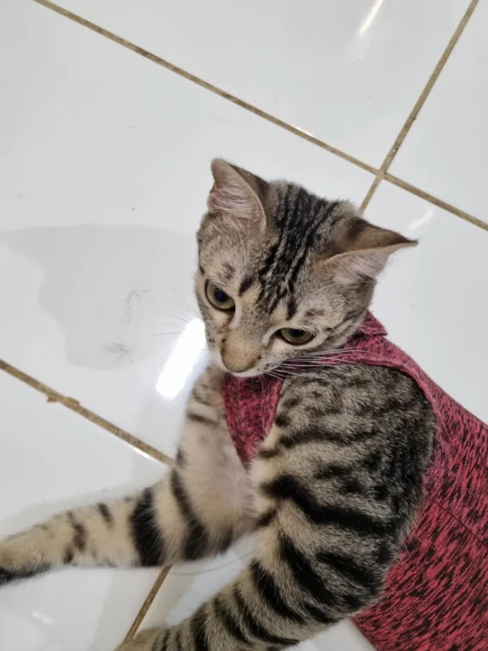 Gato ra a SRD-ViraLata idade 7 a 11 meses nome Aurora