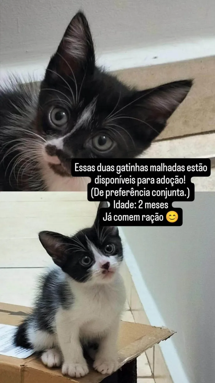 Gato ra a SRD-ViraLata idade 2 a 6 meses nome Jade 