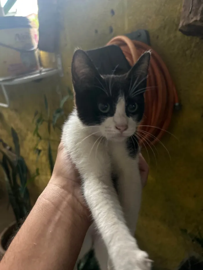 Gato ra a Exótico idade 2 a 6 meses nome Desconhecido 