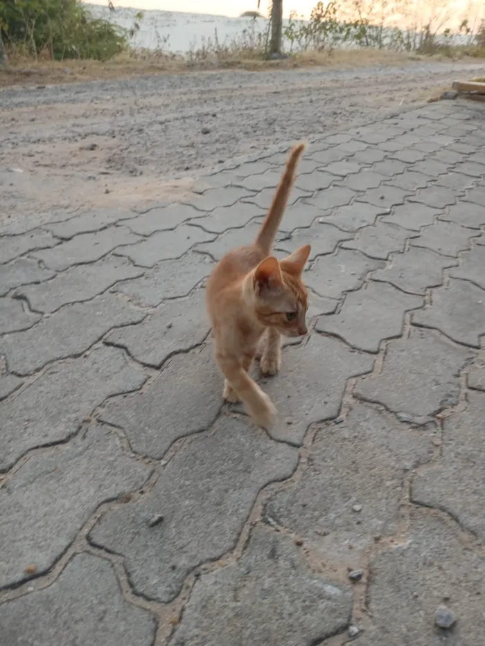 Gato ra a SRD-ViraLata idade 2 a 6 meses nome Simas