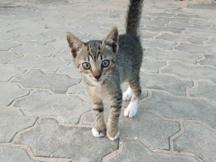 Gato ra a SRD-ViraLata idade 2 a 6 meses nome Simas