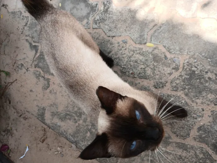 Gato ra a Siamês idade 7 a 11 meses nome Inês