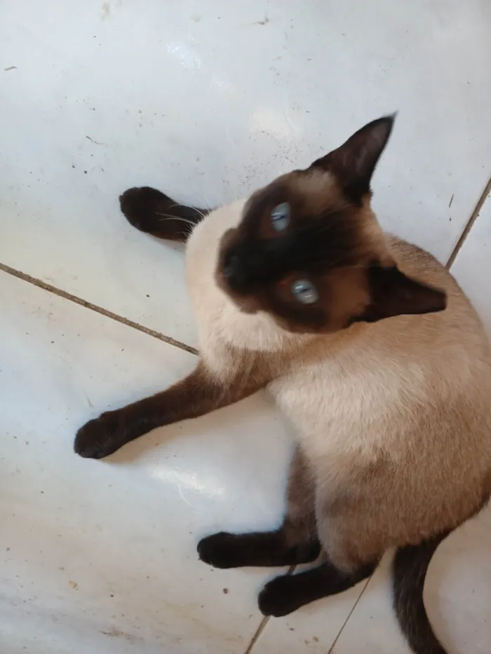 Gato ra a Siamês idade 7 a 11 meses nome Inês