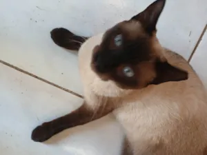 Gato raça Siamês idade 7 a 11 meses nome Inês