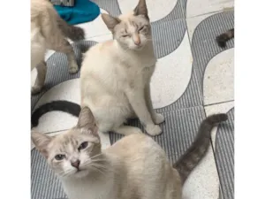 Gato raça SRD-ViraLata idade 7 a 11 meses nome Sem nome 