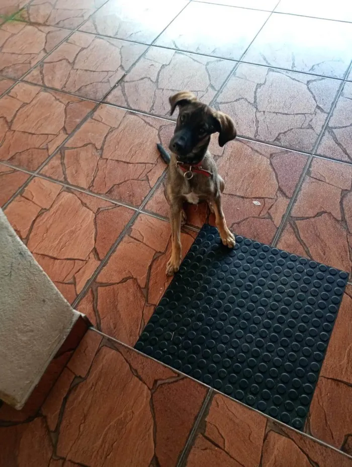 Cachorro ra a SRD-ViraLata idade 7 a 11 meses nome Rufus