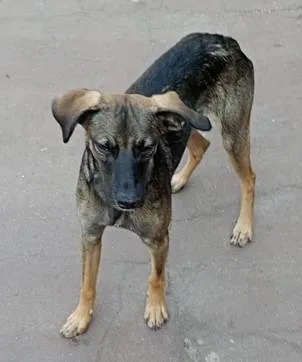 Cachorro ra a SRD-ViraLata idade 7 a 11 meses nome Rufus