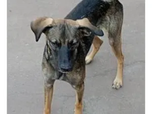 Cachorro raça SRD-ViraLata idade 7 a 11 meses nome Rufus