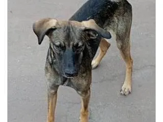 Cachorro raça SRD-ViraLata idade 7 a 11 meses nome Rufus