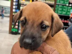 Cachorro raça SRD-ViraLata idade 2 a 6 meses nome Caramelo Kid