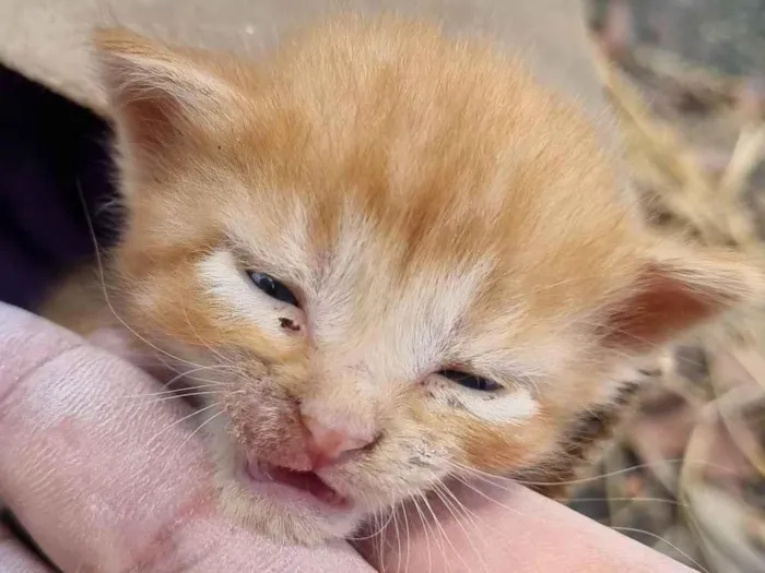 Gato ra a SRD-ViraLata idade Abaixo de 2 meses nome Laranja