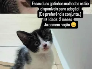 Gato raça SRD-ViraLata idade 2 a 6 meses nome Jade 