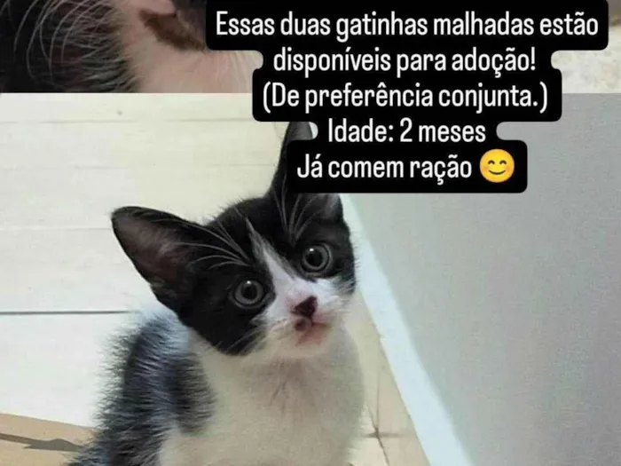 Gato ra a SRD-ViraLata idade 2 a 6 meses nome Jade 